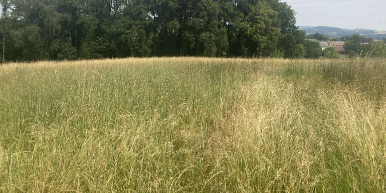 Altbrache.jpg © LK OÖ/Mandl