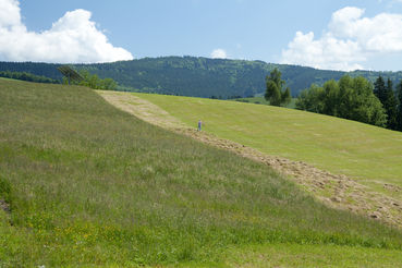 Grünlandflächen.jpg © Michaela Theurl