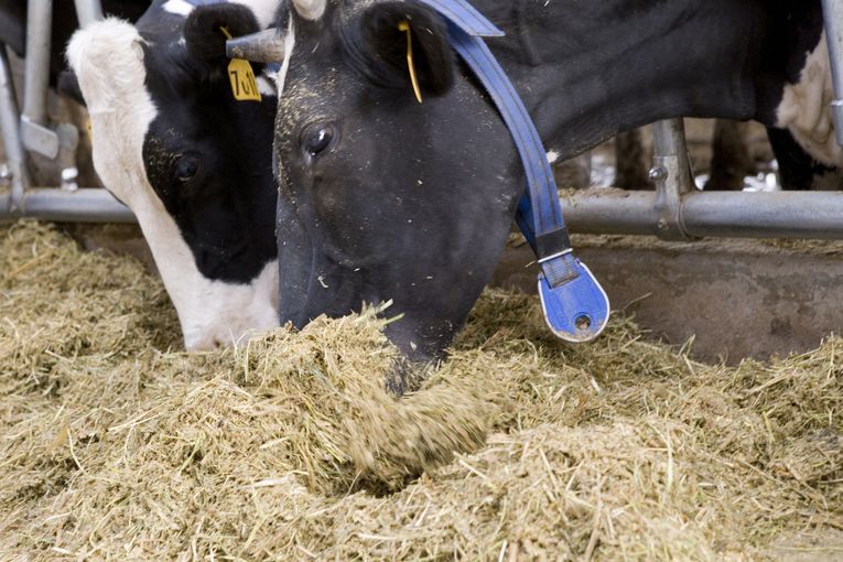 Kuh beim Fressen.jpg © LK OÖ / Referat Biolandbau