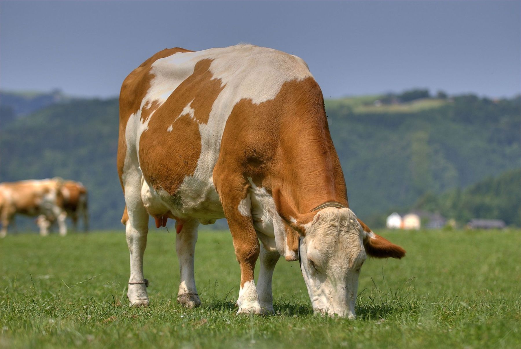 Kuh auf Weide.jpg © LK OÖ / Referat Biolandbau