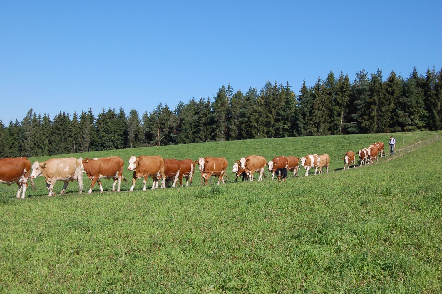 Viehtrieb.jpg © LK OÖ / Referat Biolandbau