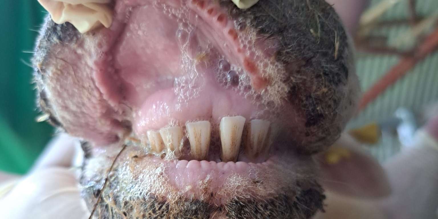 Blauzungenkrankheit © Anna Weber