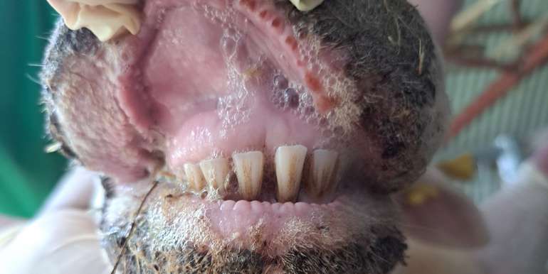 Blauzungenkrankheit © Anna Weber