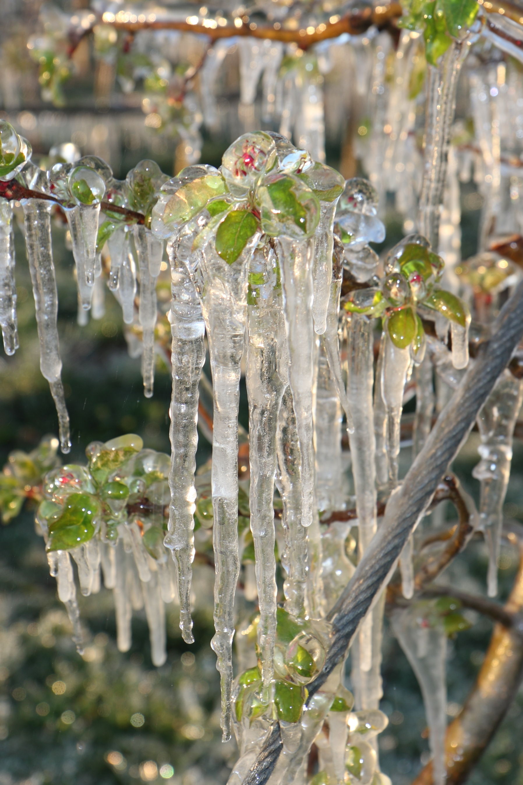 Eisbildung Frost Apfel.jpg © LK Steiermark