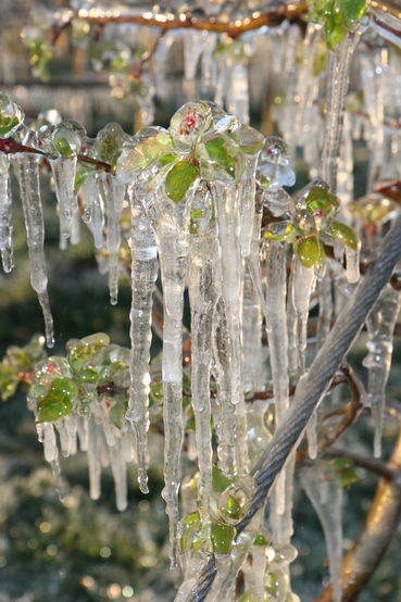 Eisbildung Frost Apfel.jpg © LK Steiermark