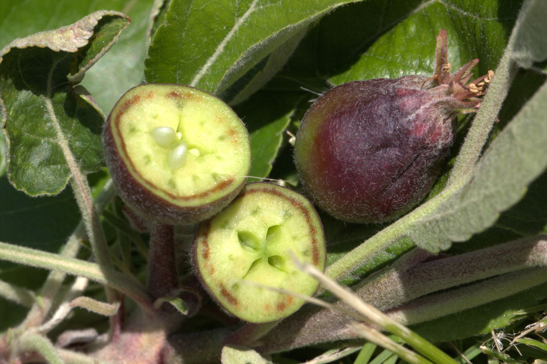 Frost Apfelfrucht.jpg © LK Steiermark