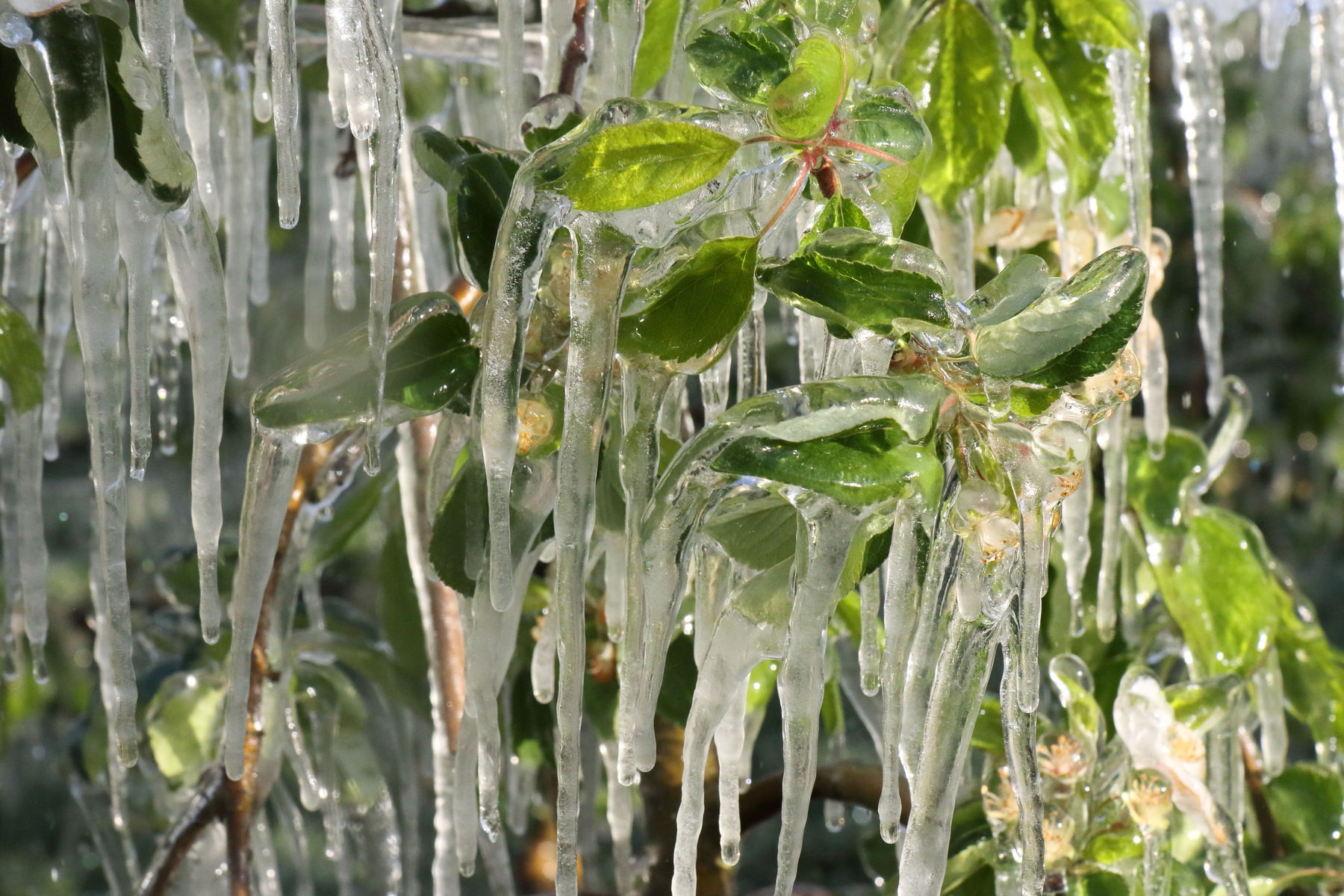 Eisbildung Apfelbaum.jpg © LK Steiermark
