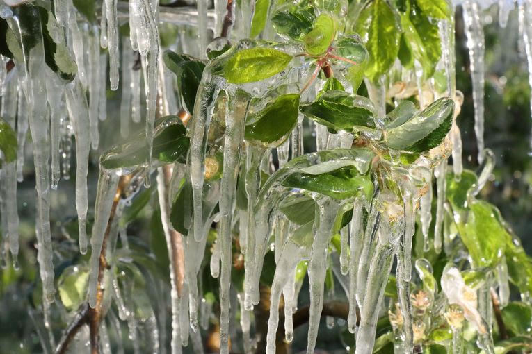 Eisbildung Apfelbaum.jpg © LK Steiermark
