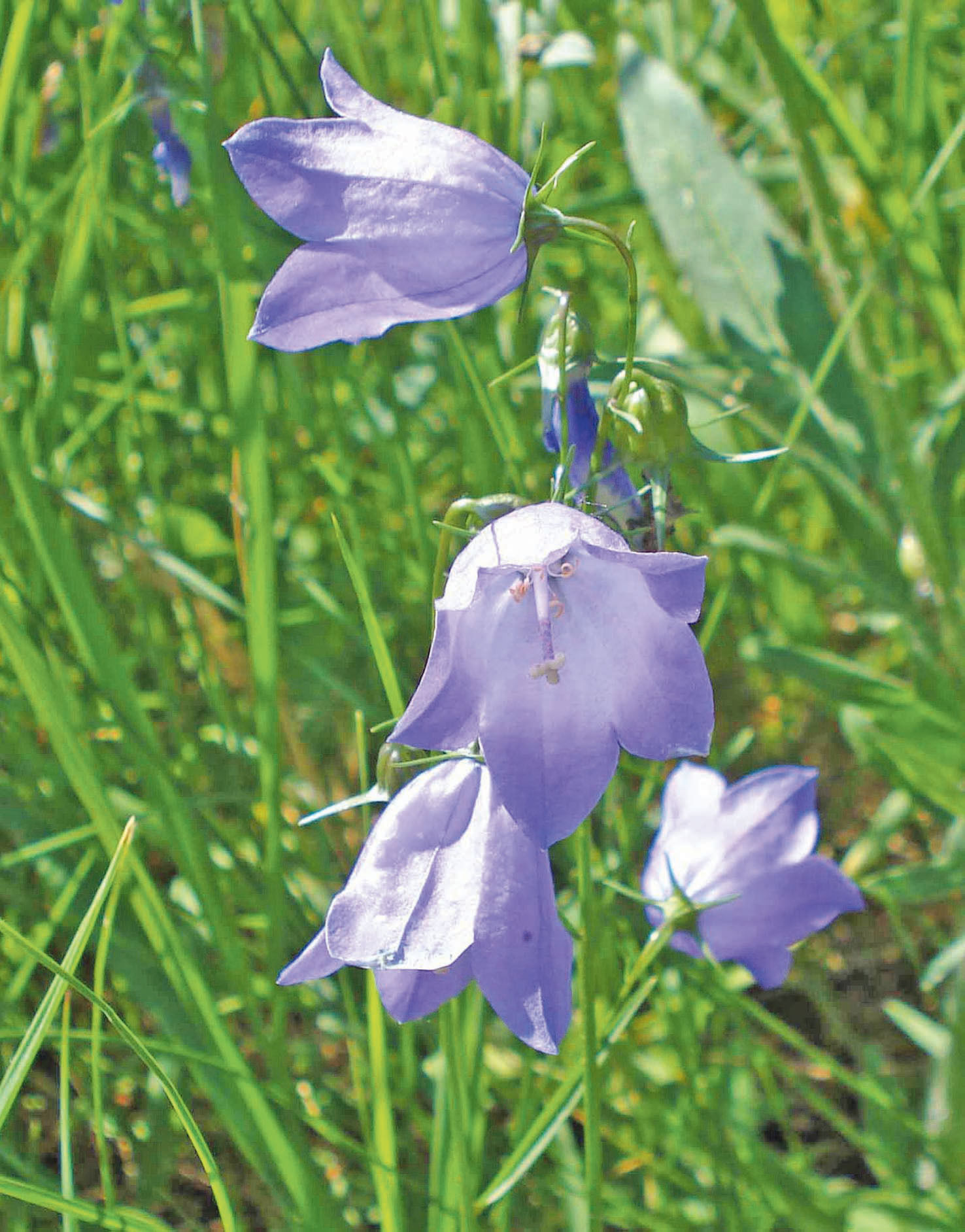 über´s Feld gredt .jpg © wikipedia