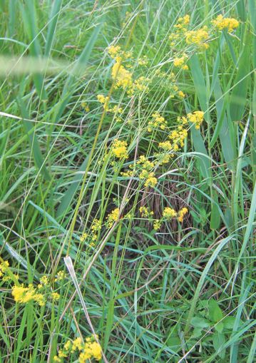 über´s Feld gredt .jpg © wikipedia