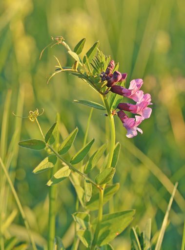 über´s Feld gredt .jpg © wikipedia