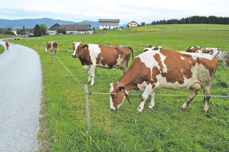 Feine Litzen –  große Wirkung.jpg © Dürnberger