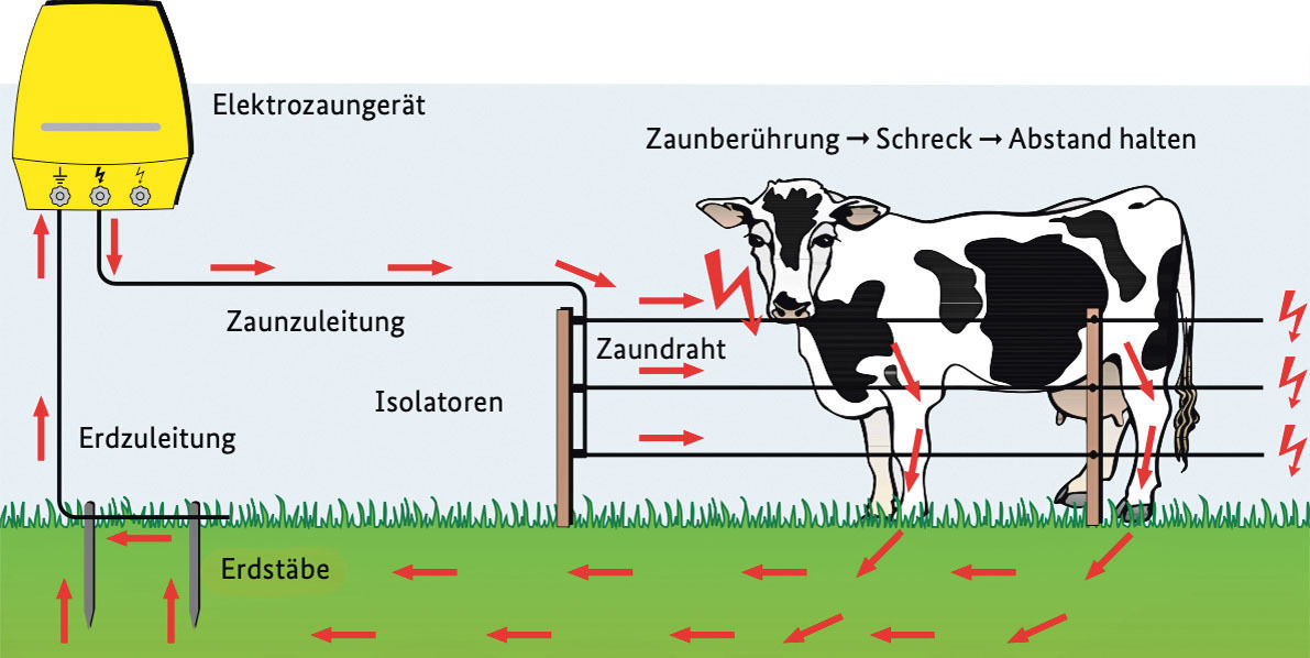 Feine Litzen –  große Wirkung.jpg © Grafik: Bundesinformationszentr. Landwirtschaft Deutschland