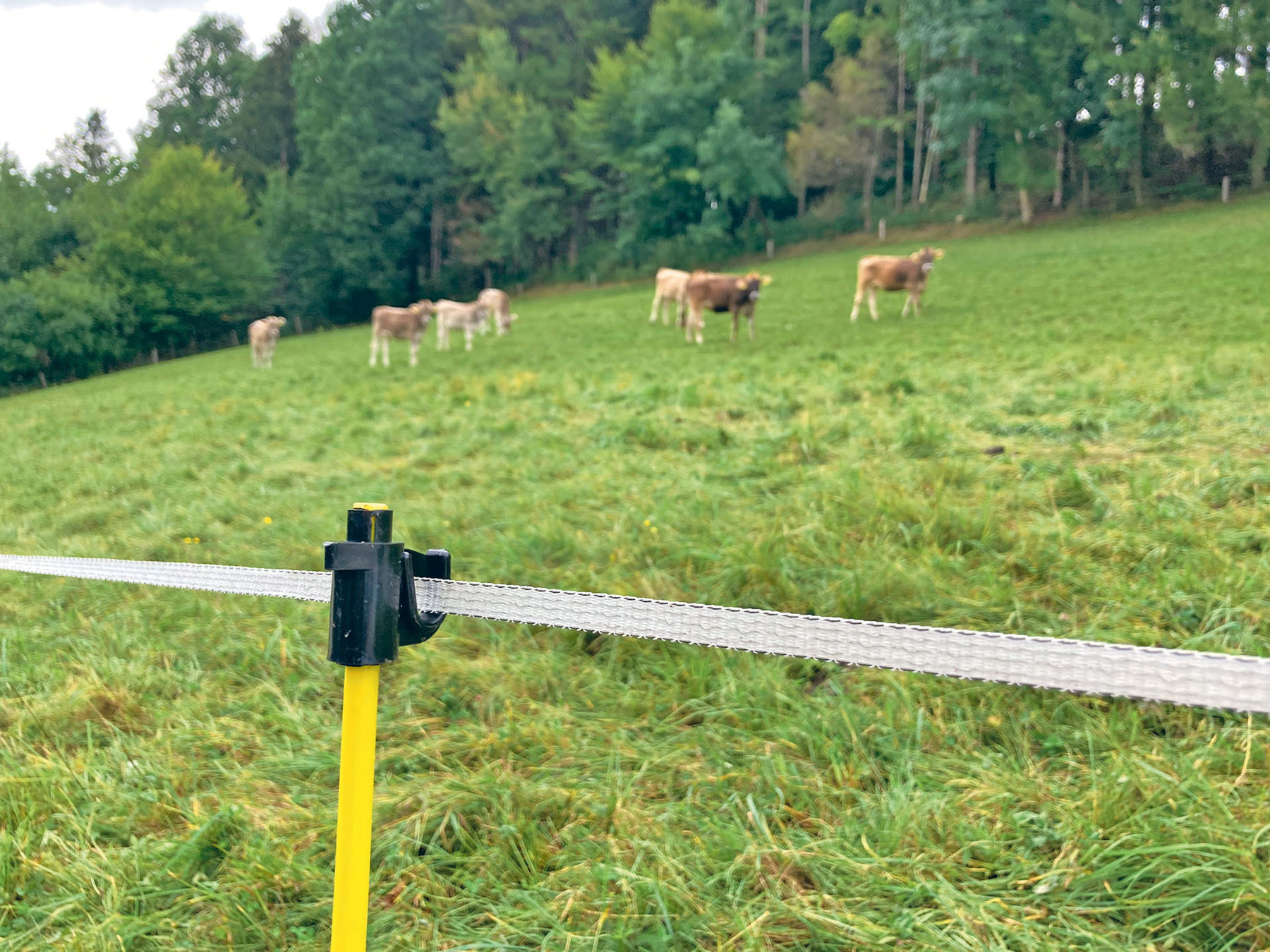 Feine Litzen –  große Wirkung.jpg © Dürnberger