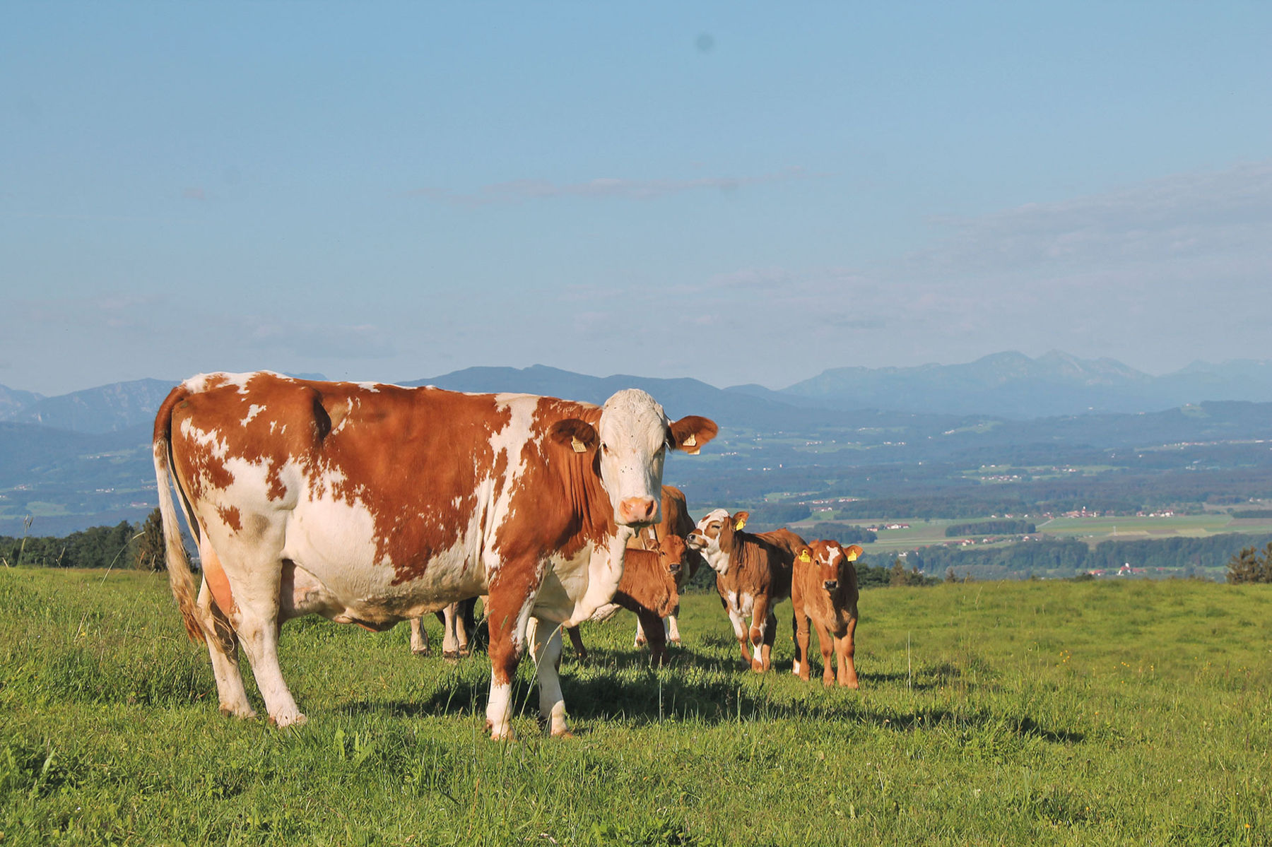 Feine Litzen –  große Wirkung.jpg © Hatheier