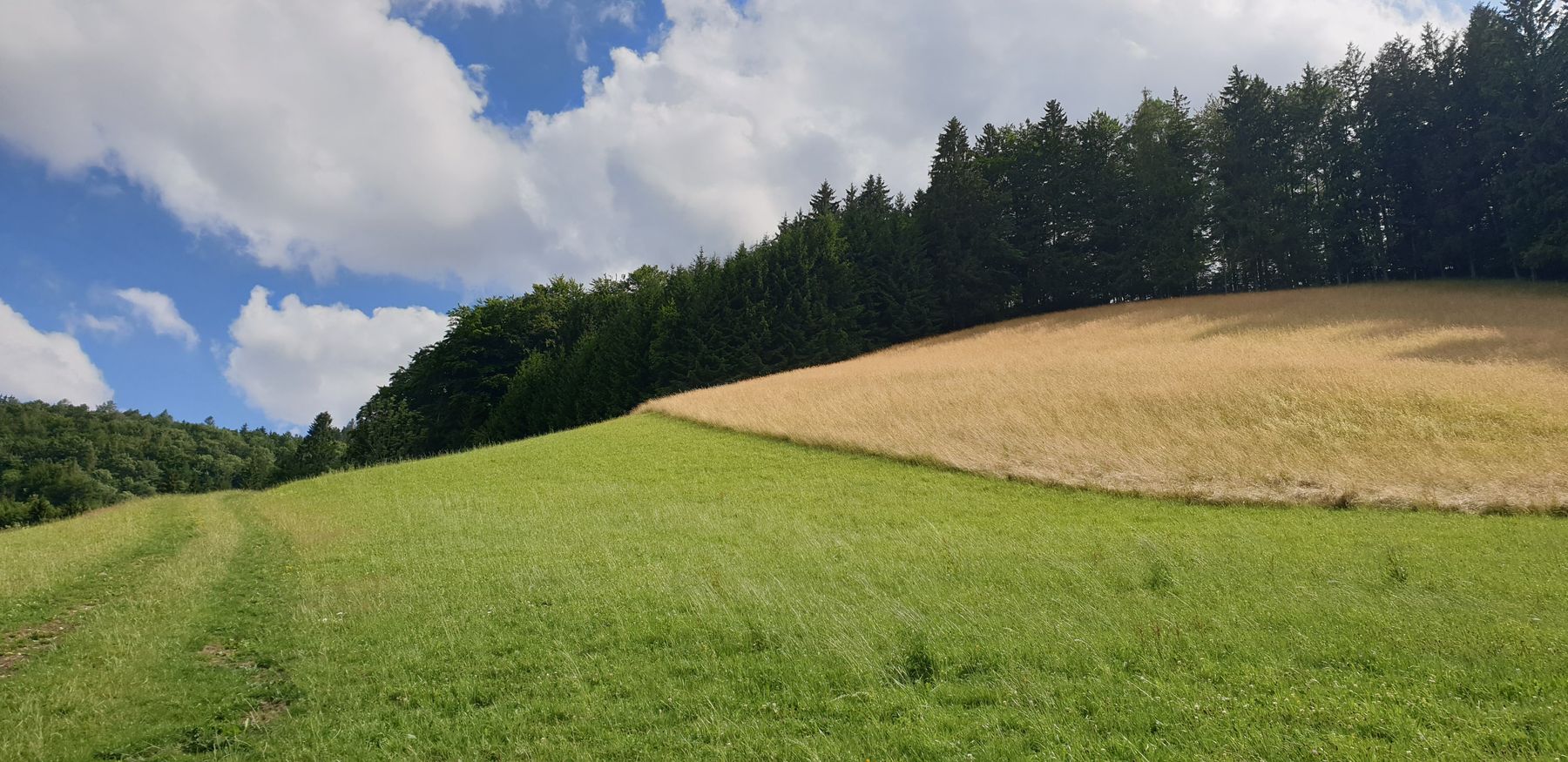 Wiese © ElisabethKerschbaumre(c)Elisabeth Kerschbaumer/LK Niederösterreich