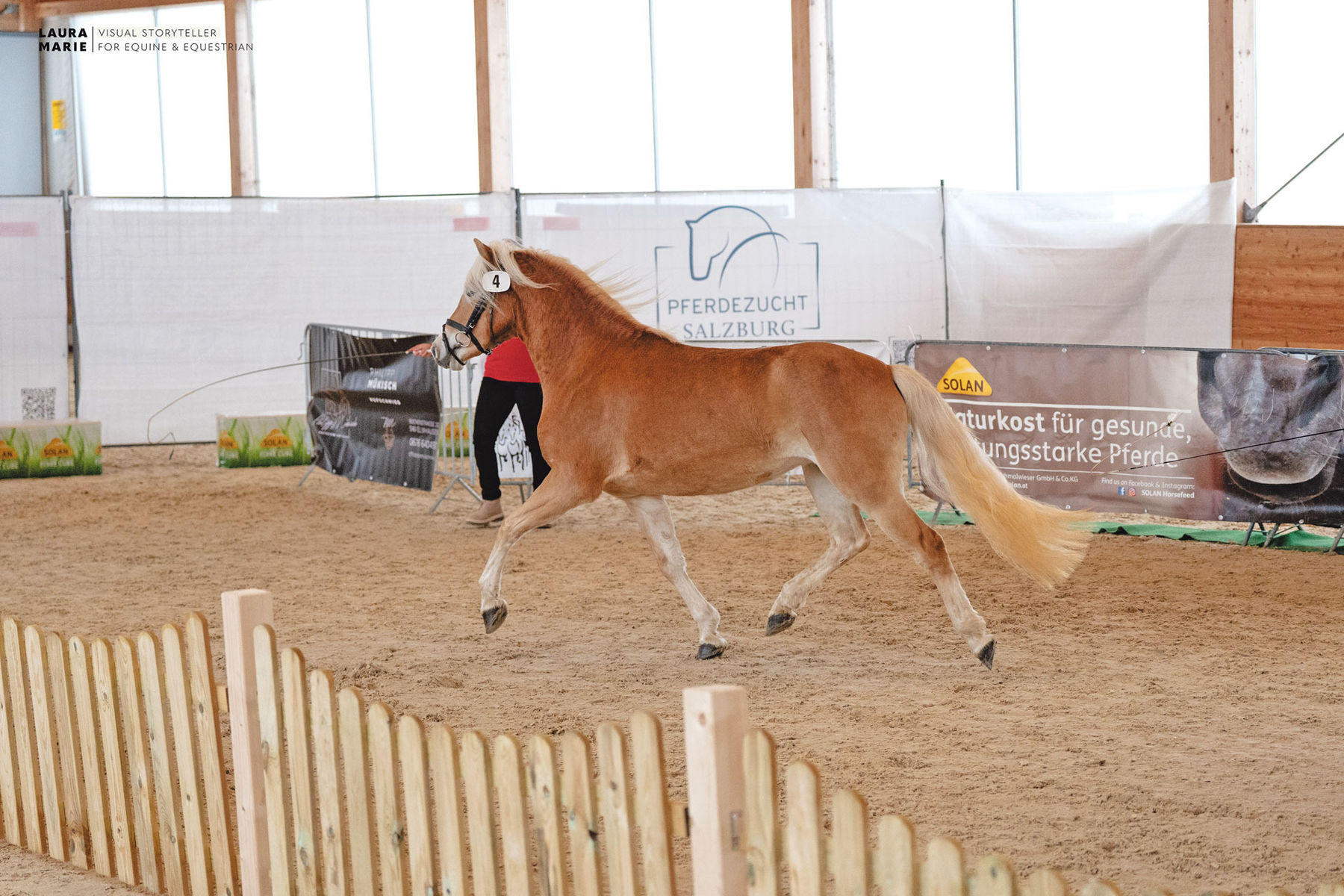 Freispring- und Freilaufchampionat  zeigt Topqualität.jpg © LPZV