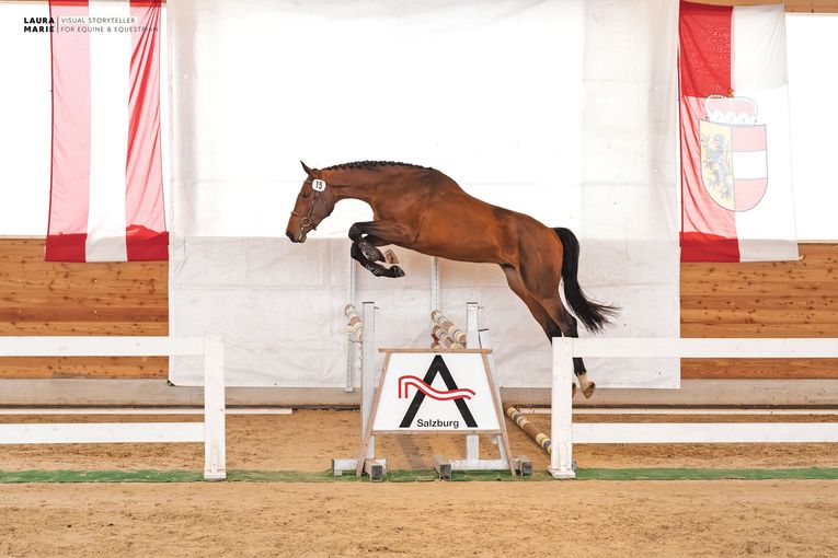 Freispring- und Freilaufchampionat  zeigt Topqualität.jpg © LPZV