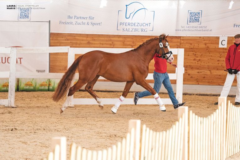 Freispring- und Freilaufchampionat  zeigt Topqualität.jpg © LPZV