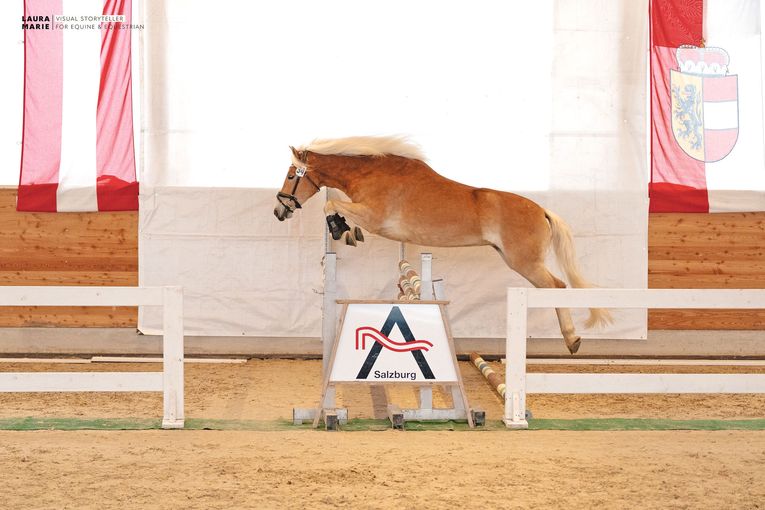 Freispring- und Freilaufchampionat  zeigt Topqualität.jpg © LPZV