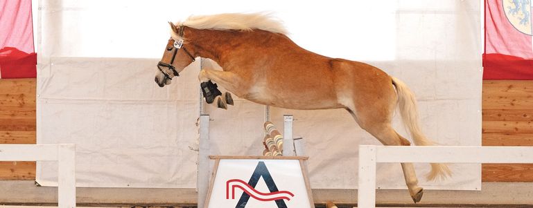 Freispring- und Freilaufchampionat  zeigt Topqualität © LPZV