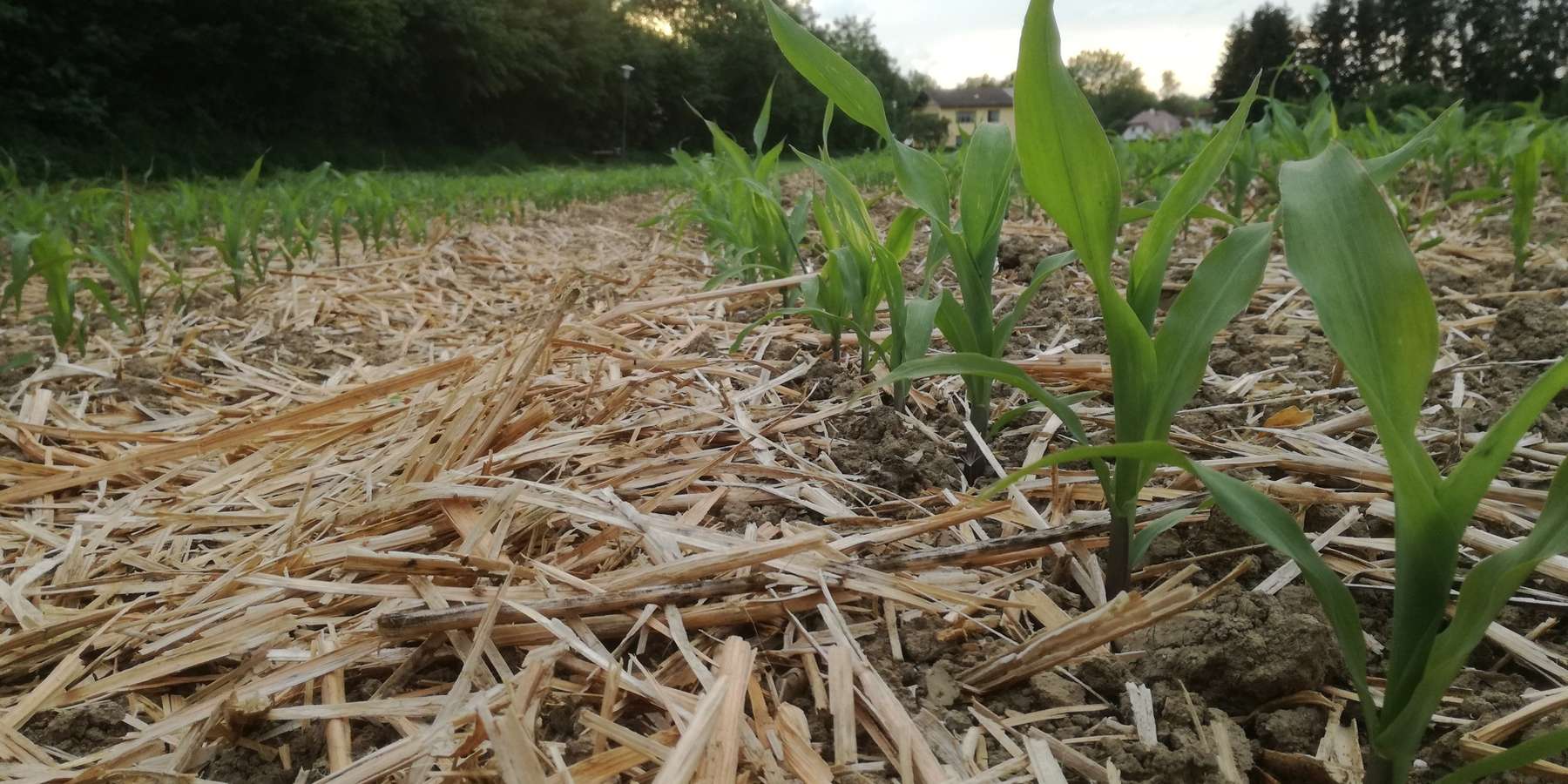 Mais_Mulch.jpg © BWSB/Wallner