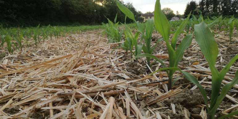 Mais_Mulch.jpg © BWSB/Wallner