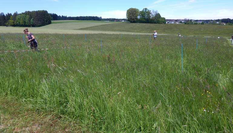 Insektenschonendes Mähen.jpg © LK OÖ/Fritscher
