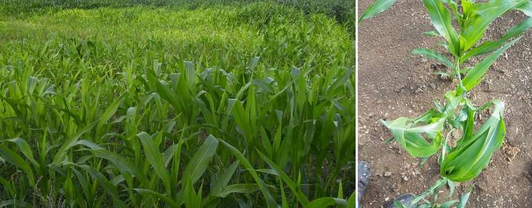 Mais - Strukturschäden - Zinkversorgung.jpg © BWSB/Wallner; Fuchshuber Bernhard