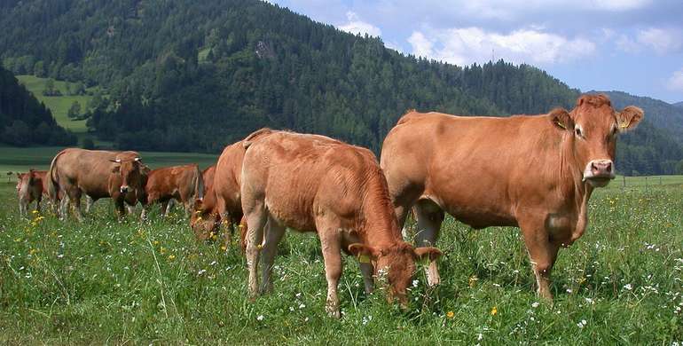 Limosain_Weide_15-ID3030_agrarfoto.com.jpg © agrarfoto.com