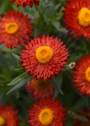 Bracteantha_Mohave_FireRed_44100 (2).jpg © Salzburger Gärtner- und Gemüsebauern