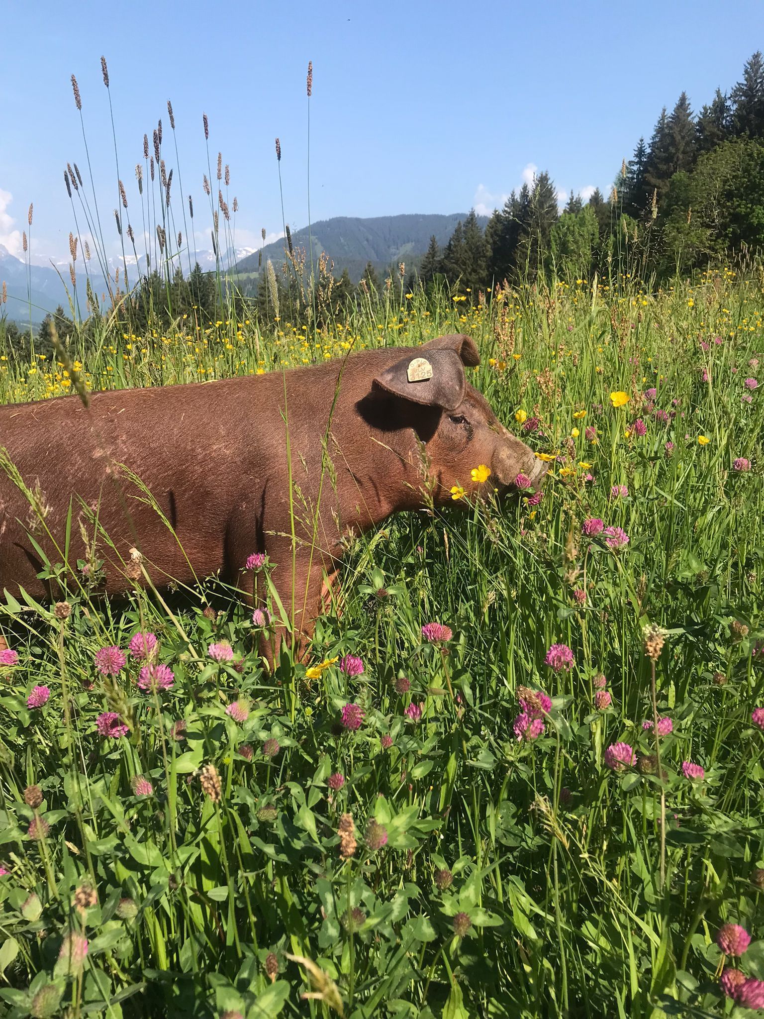 35b4d1e2-a11a-437d-8151-6e9a90e07c25.jpg © Privat