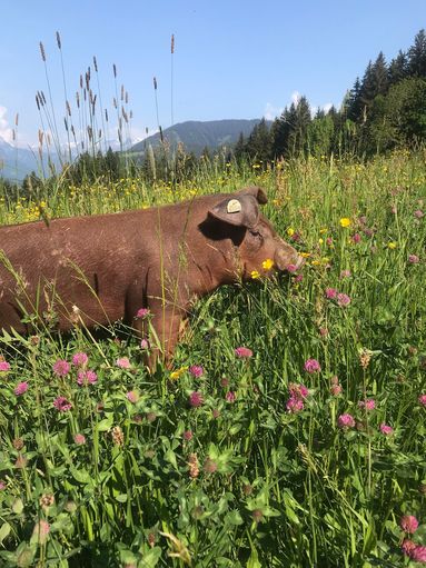 35b4d1e2-a11a-437d-8151-6e9a90e07c25.jpg © Privat