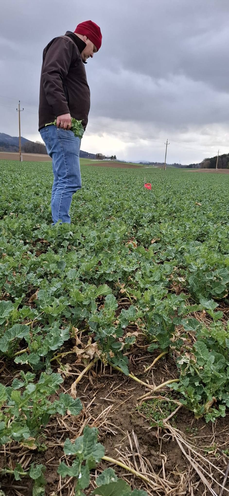 Eindrücke von der Feldbegehung des BWS-Arbeitskreis Traun-Alm-Süd gemeinsam mit Arbeitskreis Pflanzenbau in Ohlsdorf. Diskutiert wurden gewässerschonende Kulturführung bei Gerste, Weizen und Raps - Fazit: in der Osterwoche steht pflanzenbaulich (aufgrund der Witterung) nichts an - lieber die Zeit nutzen um seine Aufzeichnungen auf aktuellen Stand zu bringen. Tipp: ÖDüPlan Plus👍🏻 © BWSB