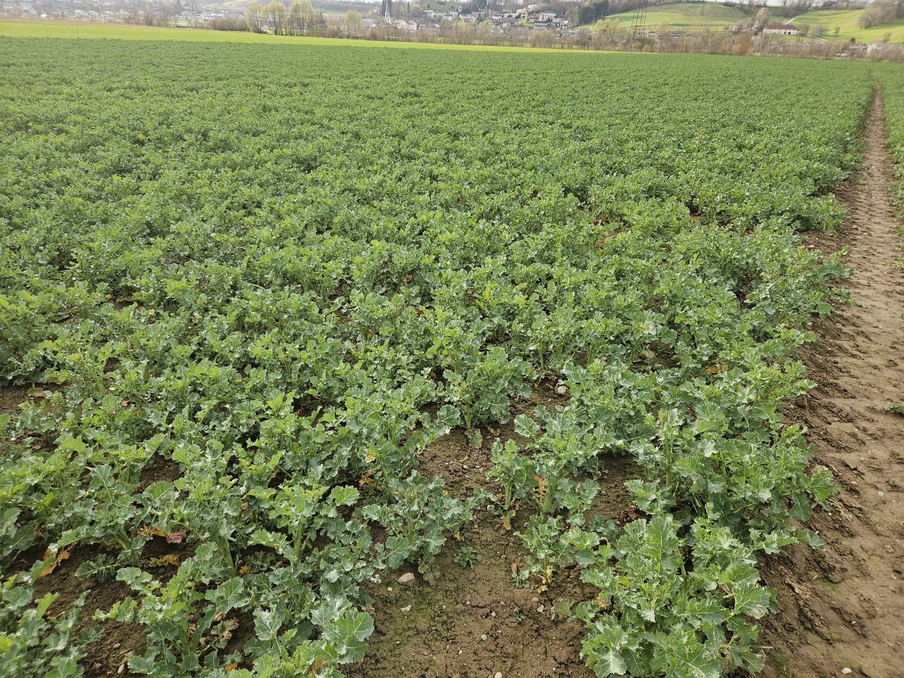 Feldbegehung und Arbeitskreistreffen in Dietach. Themen am Feld waren die bevorstehenden Maßnahmen bei Wintergetreide und Raps. Anschließend wurden das Gewässerschutzkonzept und die Vorgaben zur Pflanzenschutzdokumentation besprochen. Danke © BWSB