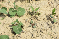 Soja weißer Gänsefuss LK OÖ Köppl.png