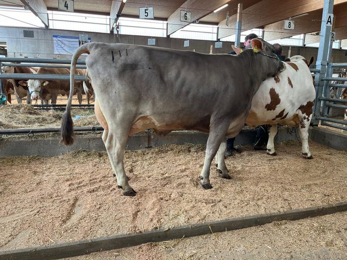 Freistadt - 01.04.2026 BS_Kat 111.jpg © RZO