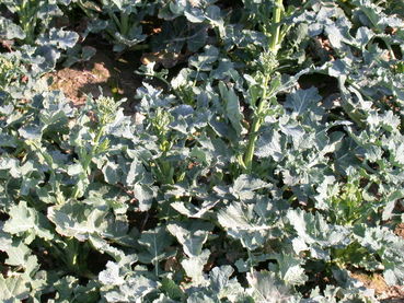 Rapsstreckung.jpg © LK OÖ/Köppl