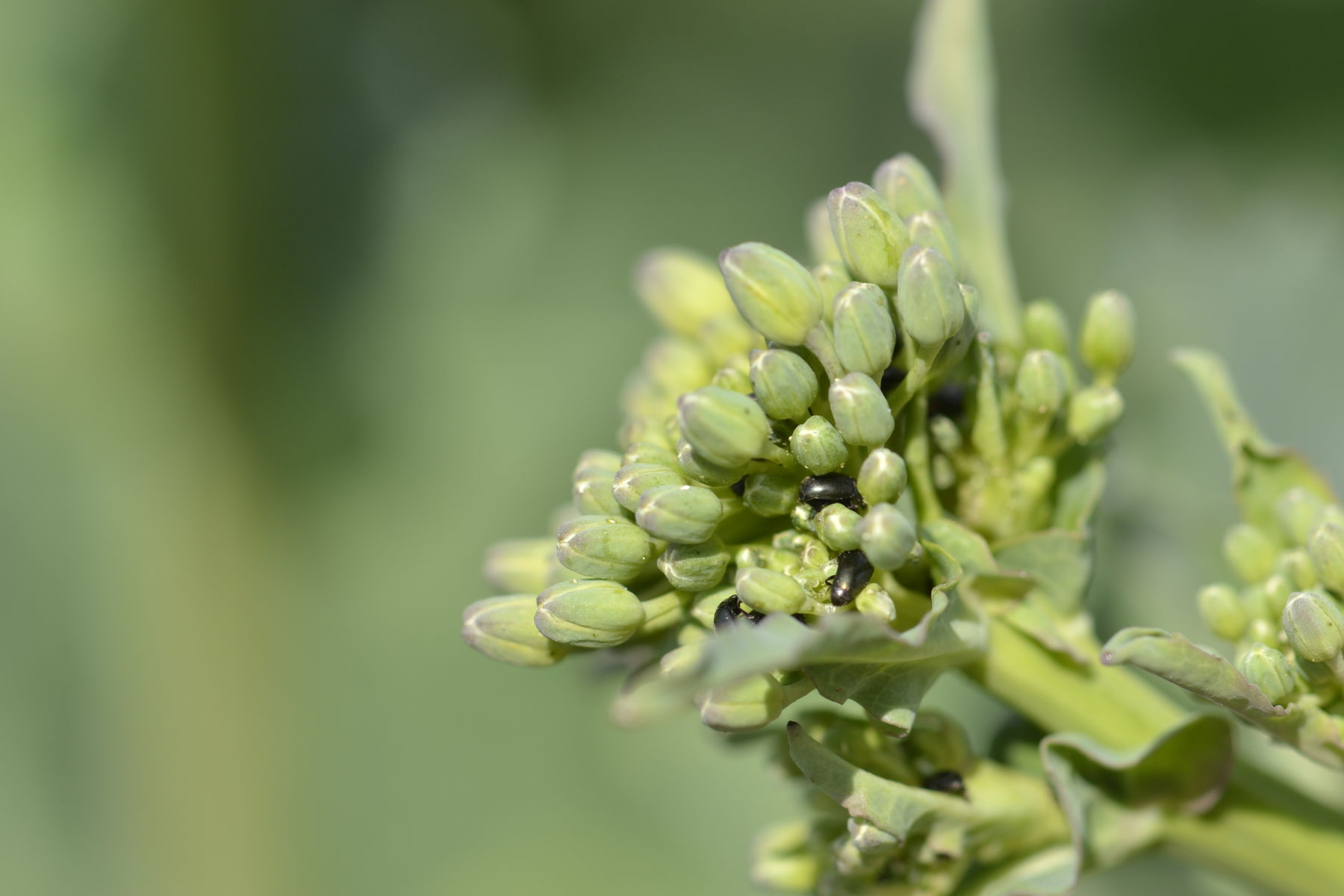 Raps-Glanzkäfer in Knospe .jpg © LK OÖ/Köppl
