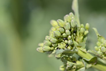 Raps-Glanzkäfer in Knospe .jpg © LK OÖ/Köppl