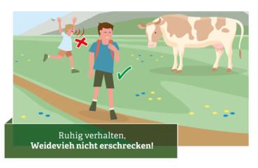 Verhaltensregeln für den Umgang mit Weidevieh © Illustration: Andreas Rampitsch