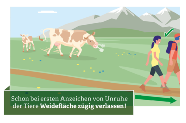 Verhaltensregeln für den Umgang mit Weidevieh © Illustration: Andreas Rampitsch