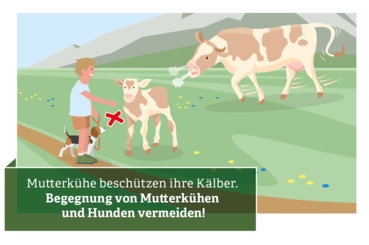 Verhaltensregeln für den Umgang mit Weidevieh © Illustration: Andreas Rampitsch