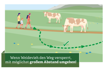 Verhaltensregeln für den Umgang mit Weidevieh © Illustration: Andreas Rampitsch