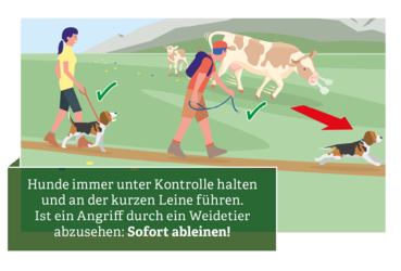 Verhaltensregeln für den Umgang mit Weidevieh © Illustration: Andreas Rampitsch