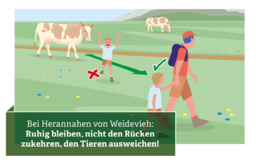 Verhaltensregeln für den Umgang mit Weidevieh © Illustration: Andreas Rampitsch