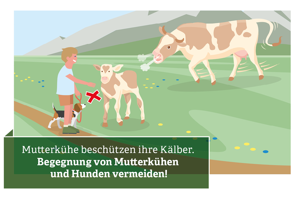 Verhaltensregeln für den Umgang mit Weidevieh © Illustration: Andreas Rampitsch