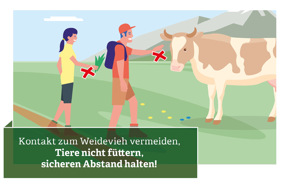 Verhaltensregeln für den Umgang mit Weidevieh © Illustration: Andreas Rampitsch