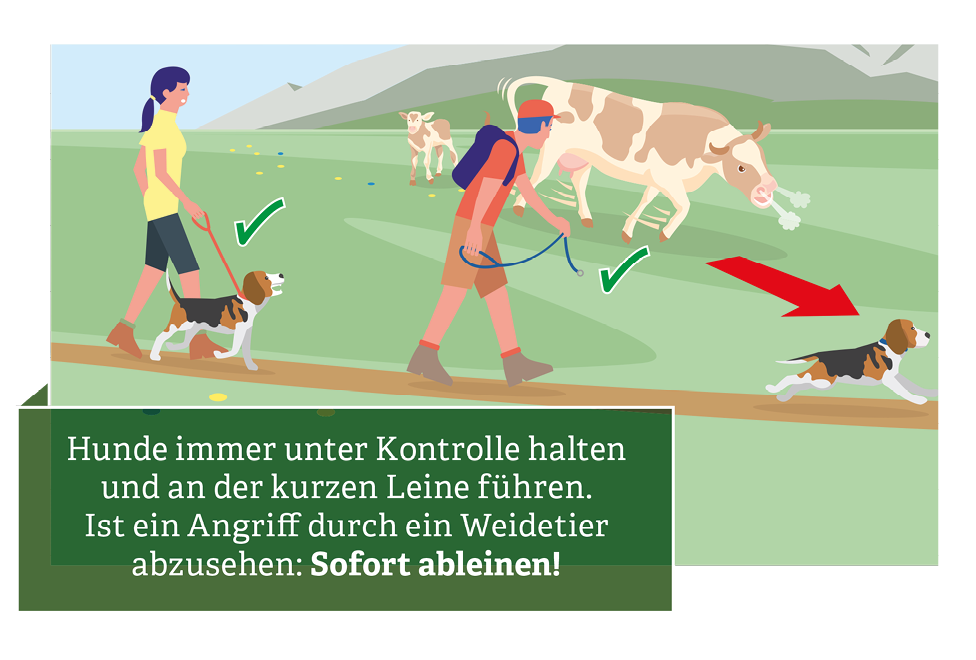 Verhaltensregeln für den Umgang mit Weidevieh © Illustration: Andreas Rampitsch