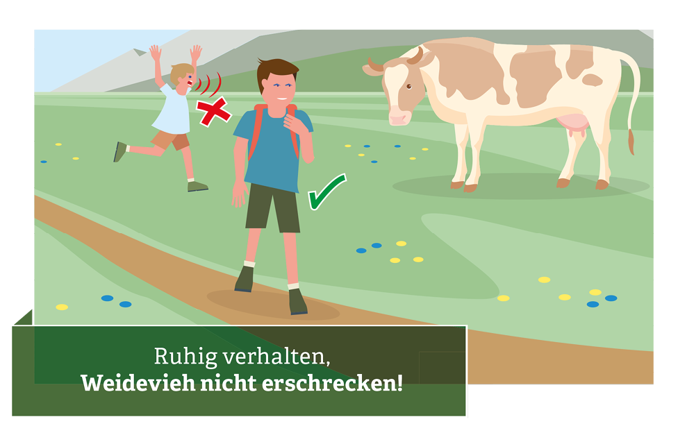 Verhaltensregeln für den Umgang mit Weidevieh © Illustration: Andreas Rampitsch